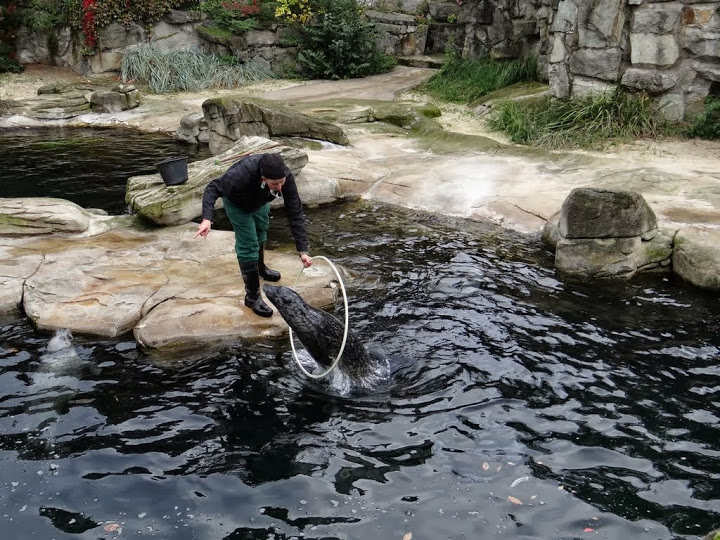 Displays from Halichoerus grypus