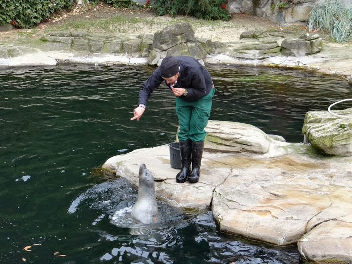 Displays from Halichoerus grypus