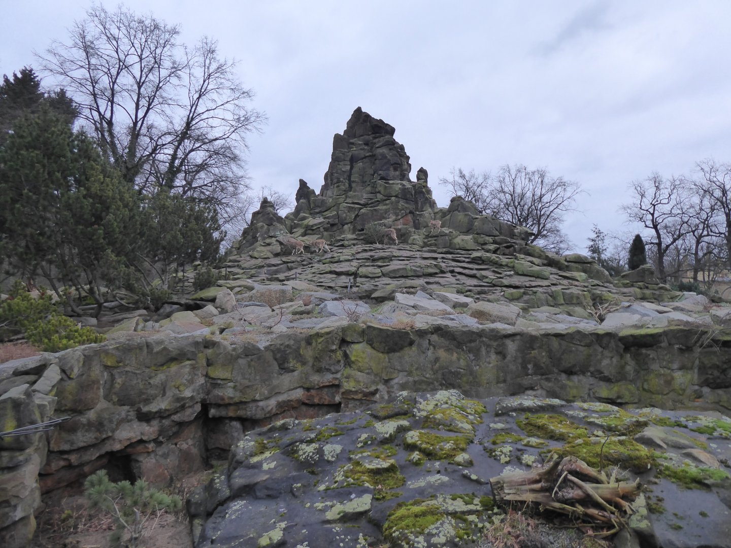 Distance view of Ibex enclosure 290118