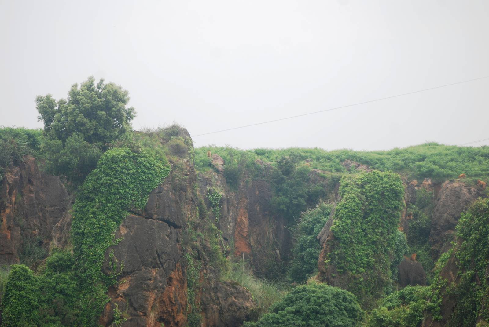 Distant Barbary Macaques at Cabarceno, 11/06/15
