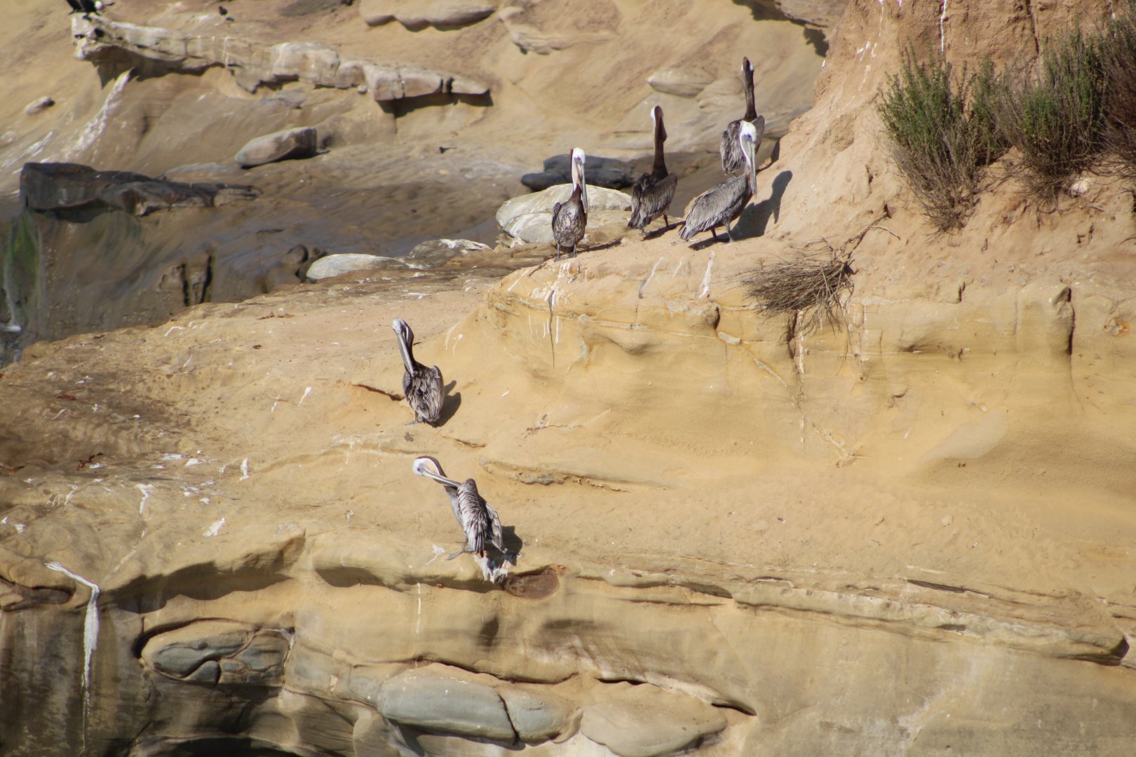 Distant Brown Pelicans (P. o. californicus)
