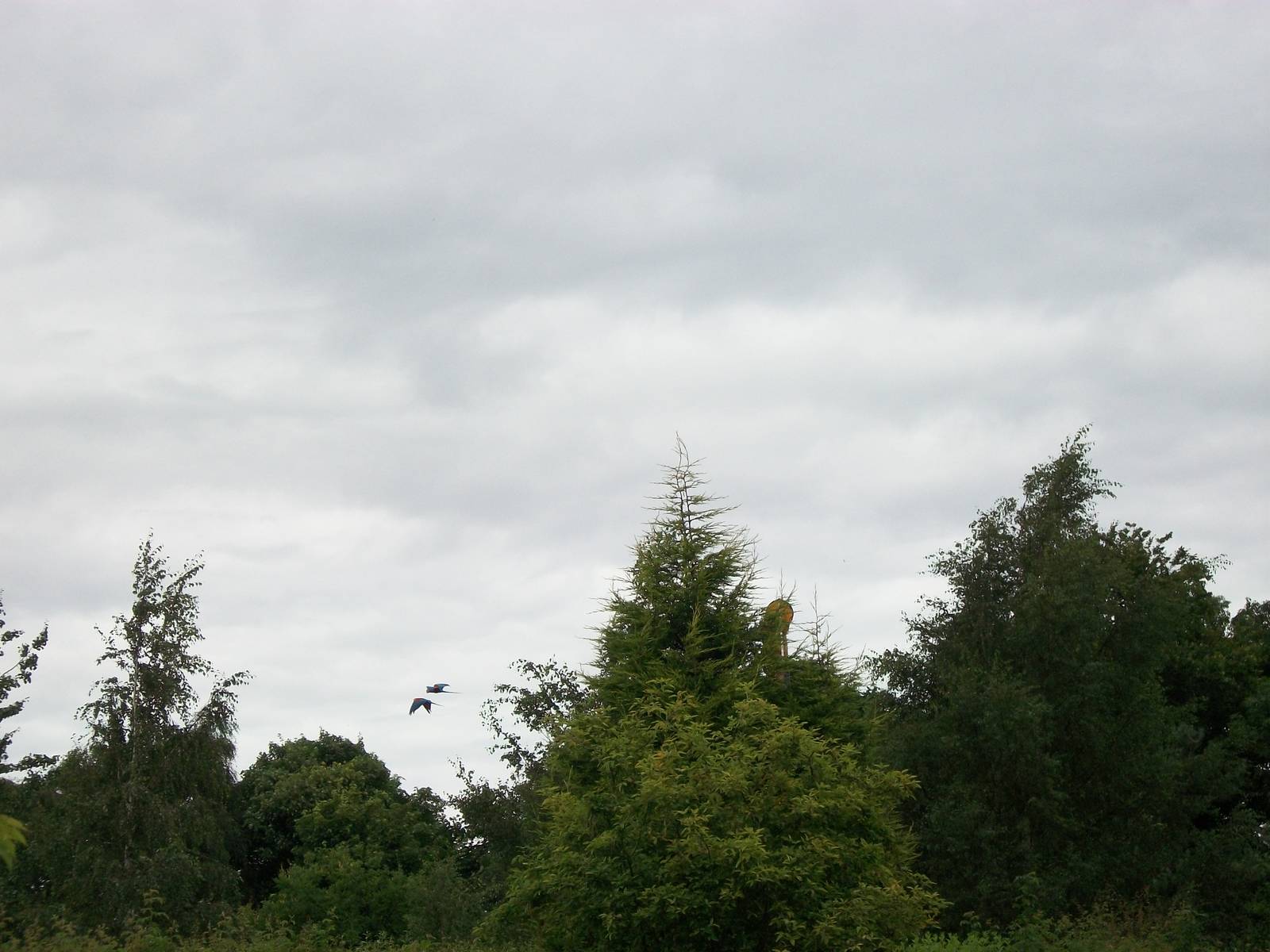 Distant Green-winged Macaws, 3rd August 2012