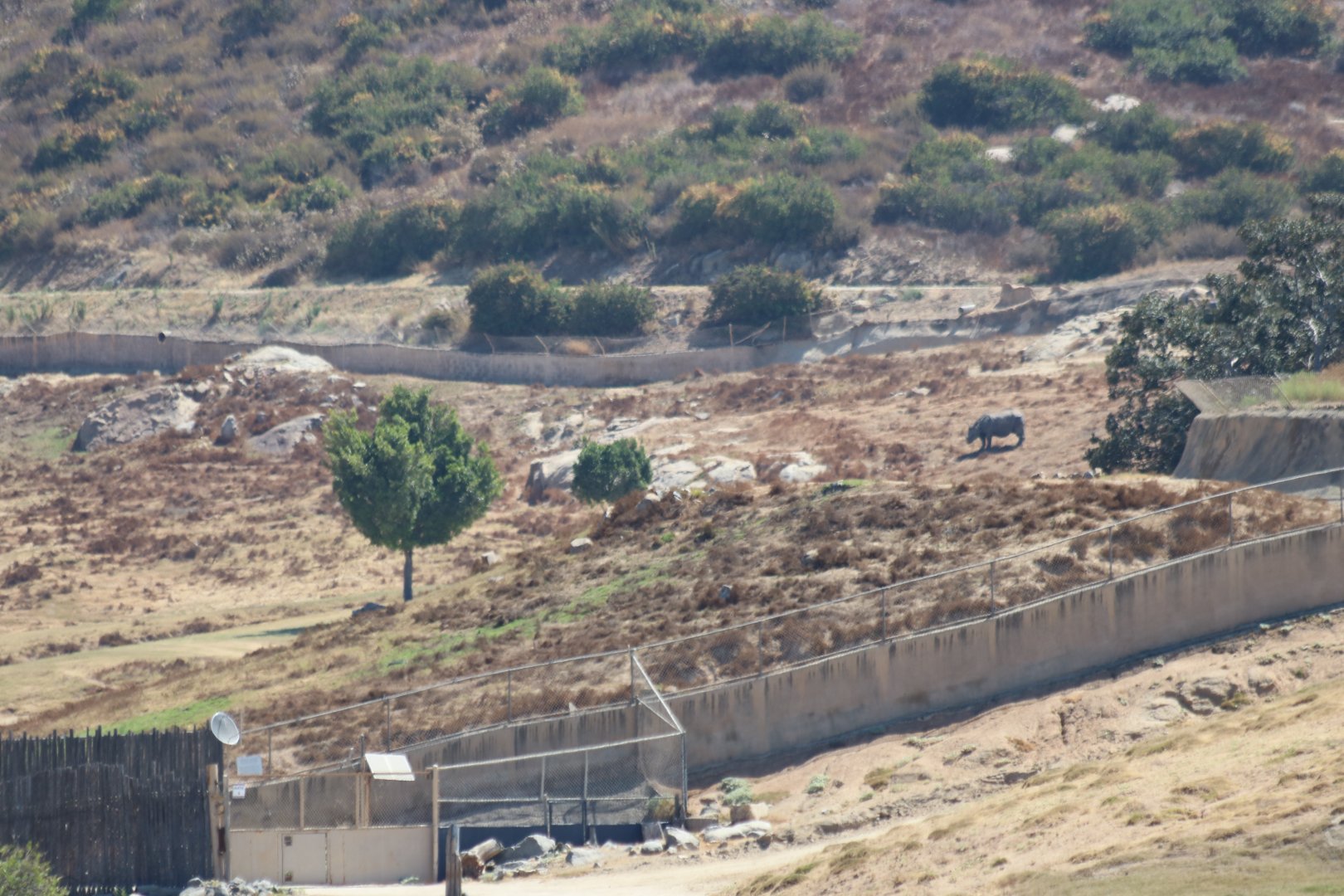 Distant Indian Rhino