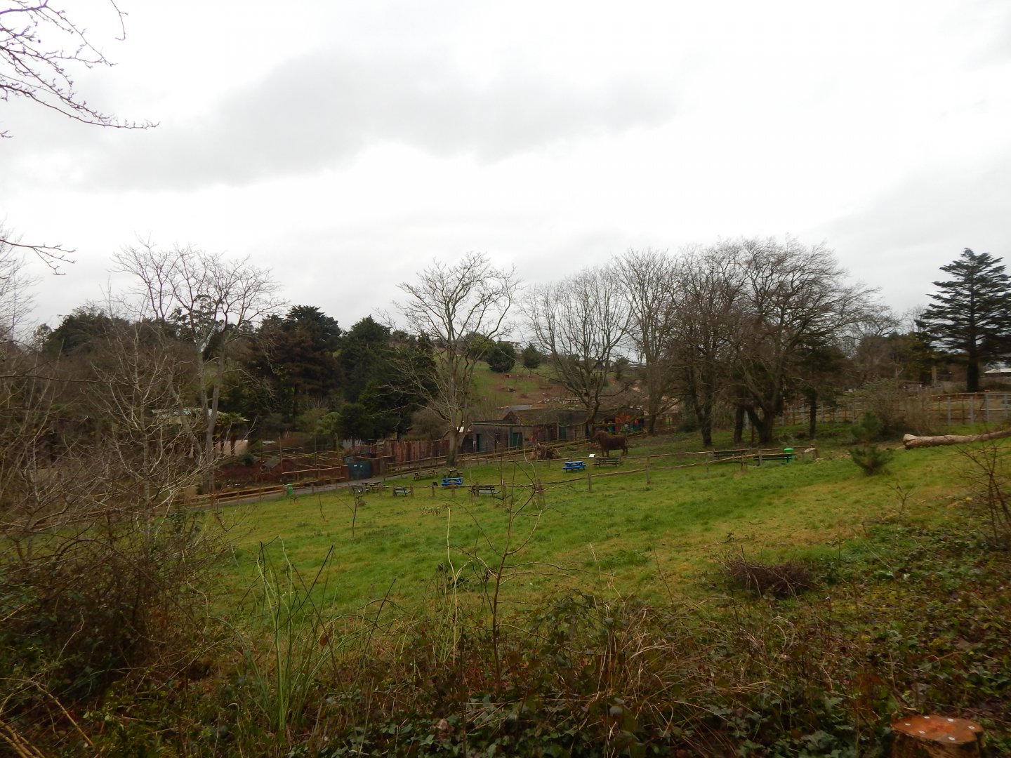 Distant view of future Hamadryas baboon enclosure 050224