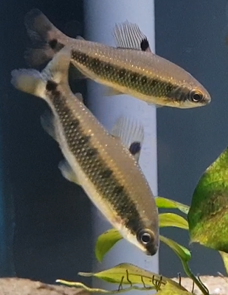 Distichodus deccemmaculatus