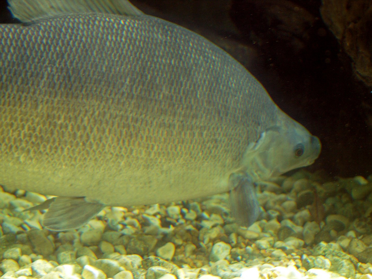 Distichodus rostratus