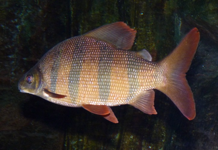Distichodus sexfasciatus