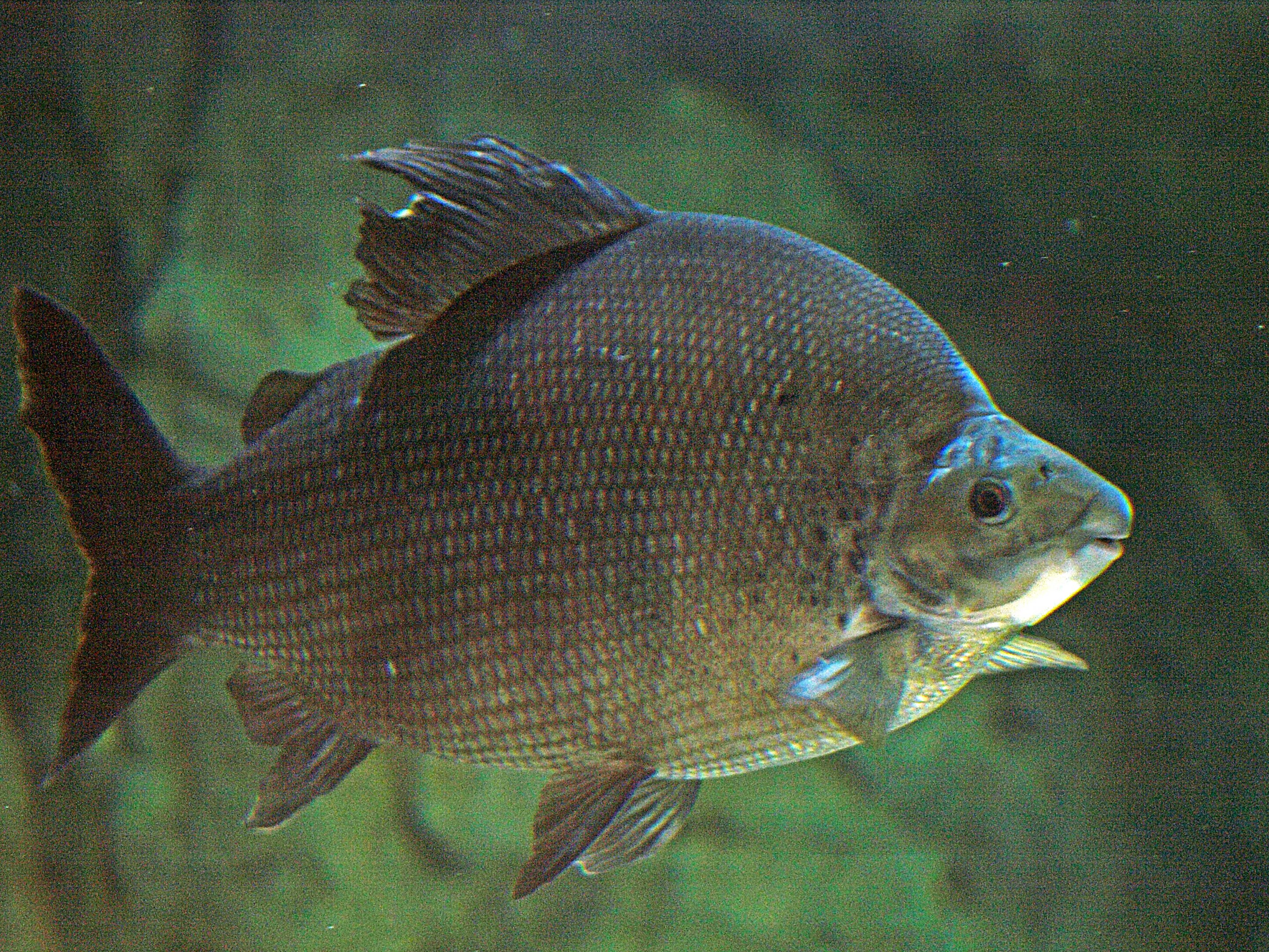 Distichodus sexfasciatus