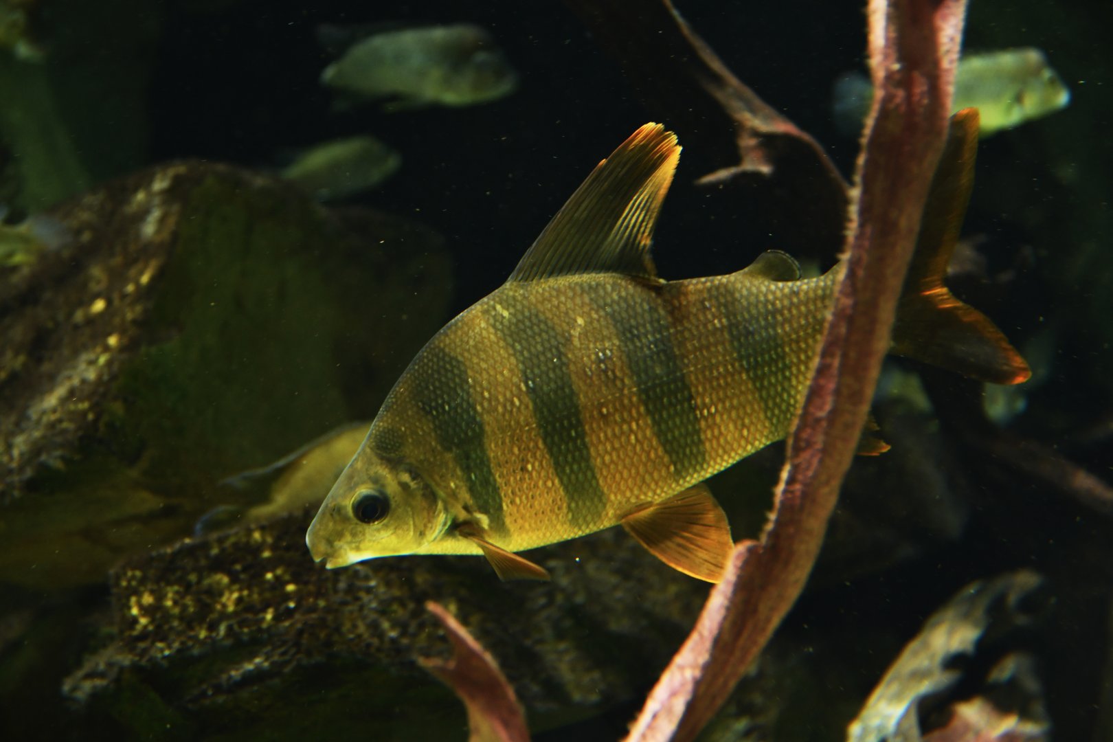 Distichodus sexfasciatus