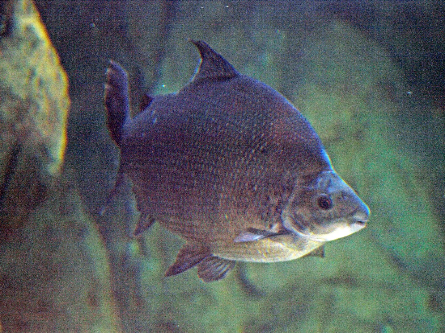 Distichodus sexfasciatus