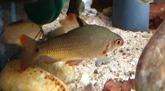 Distichodus species "Lefini"