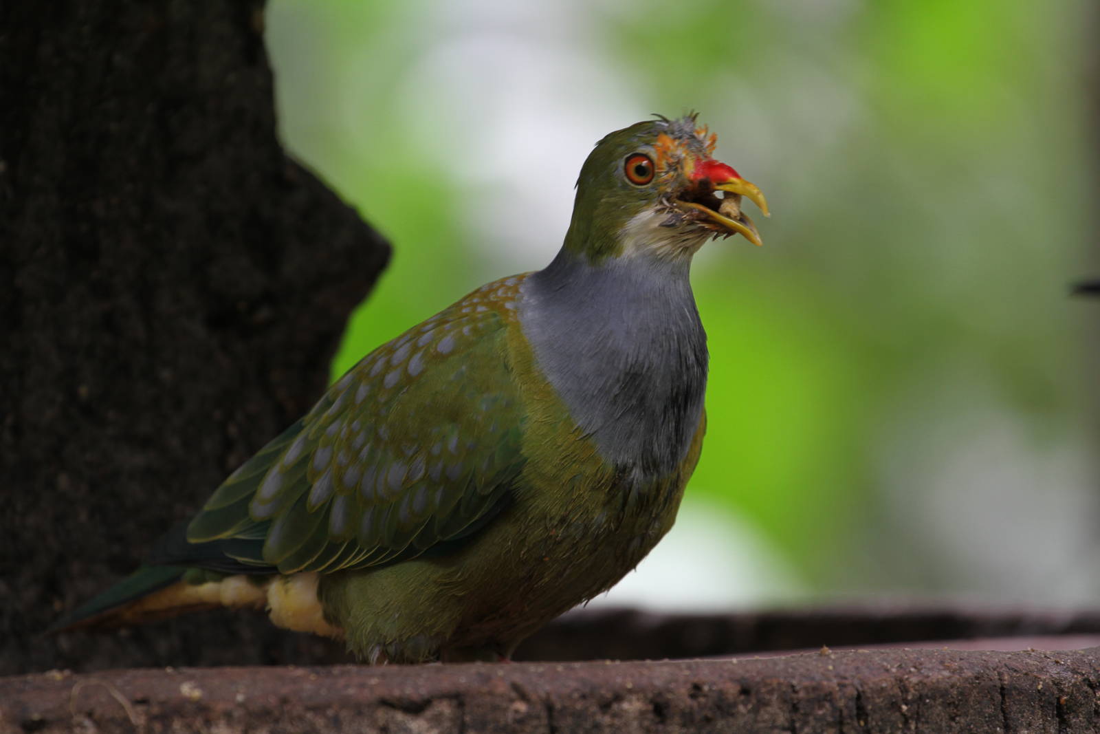 Distinctive Face Pigeon/Dove ID?