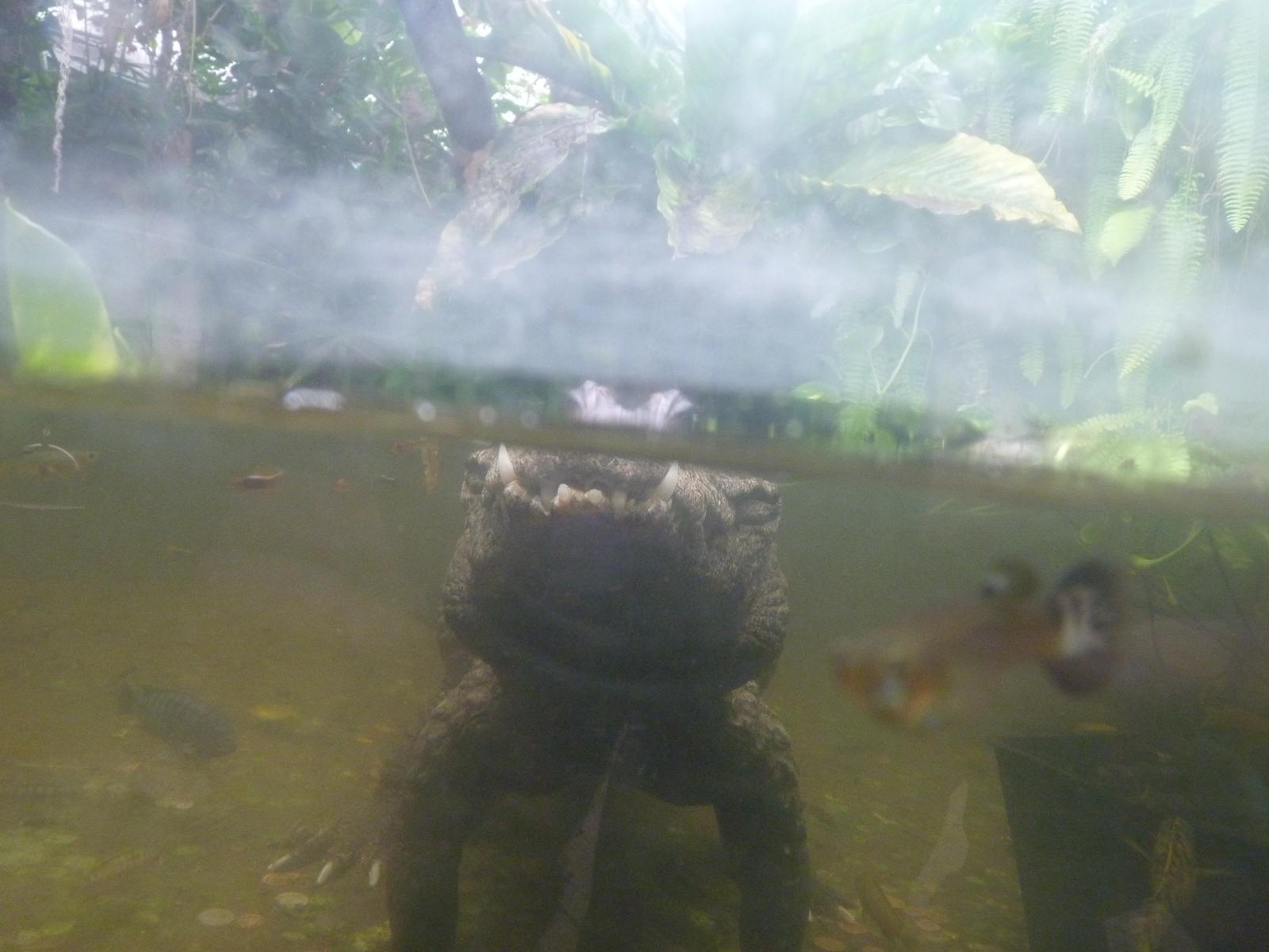 Distorted Dwarf Crocodile