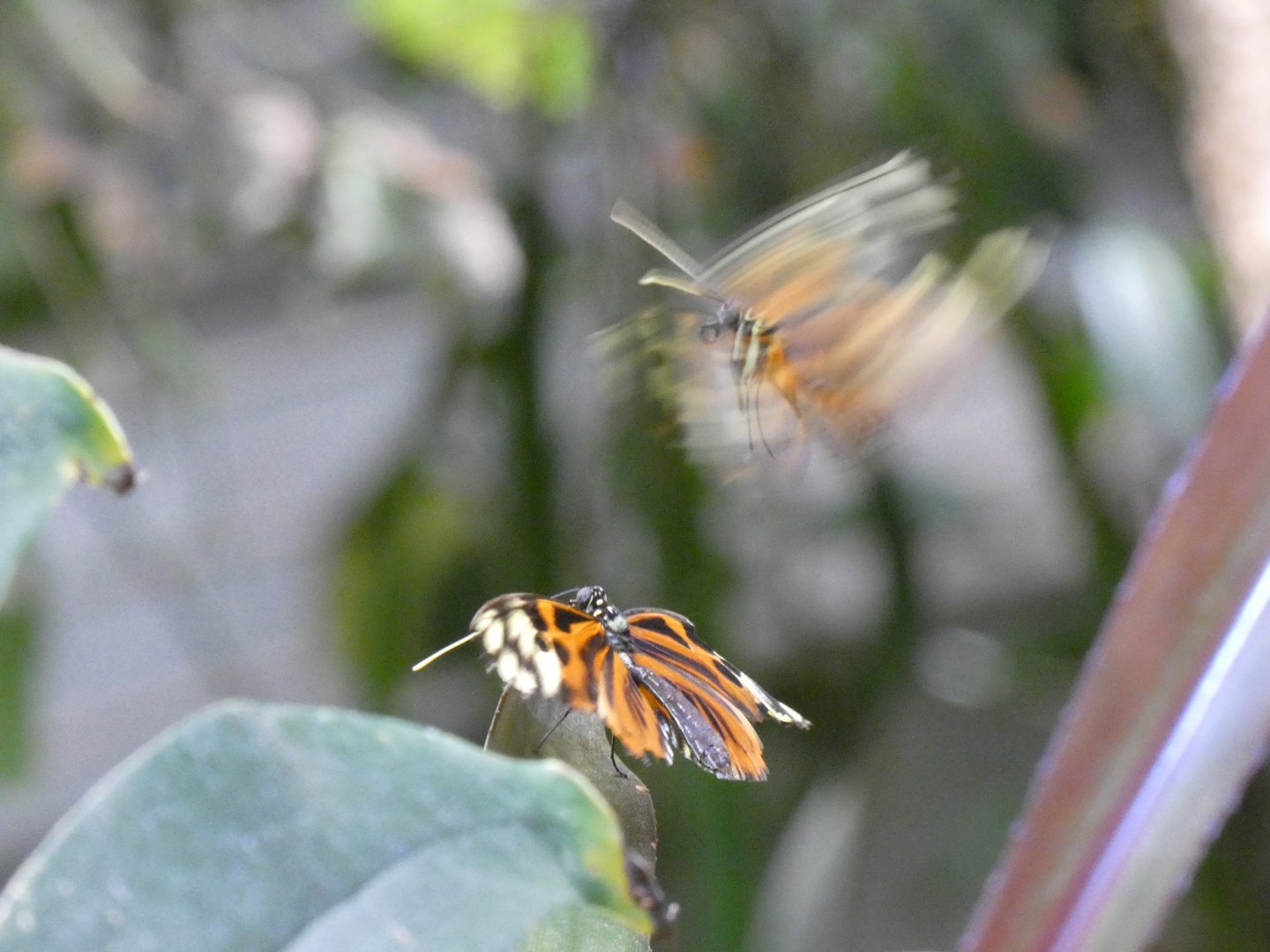 Disturbed tigerwing mating dance