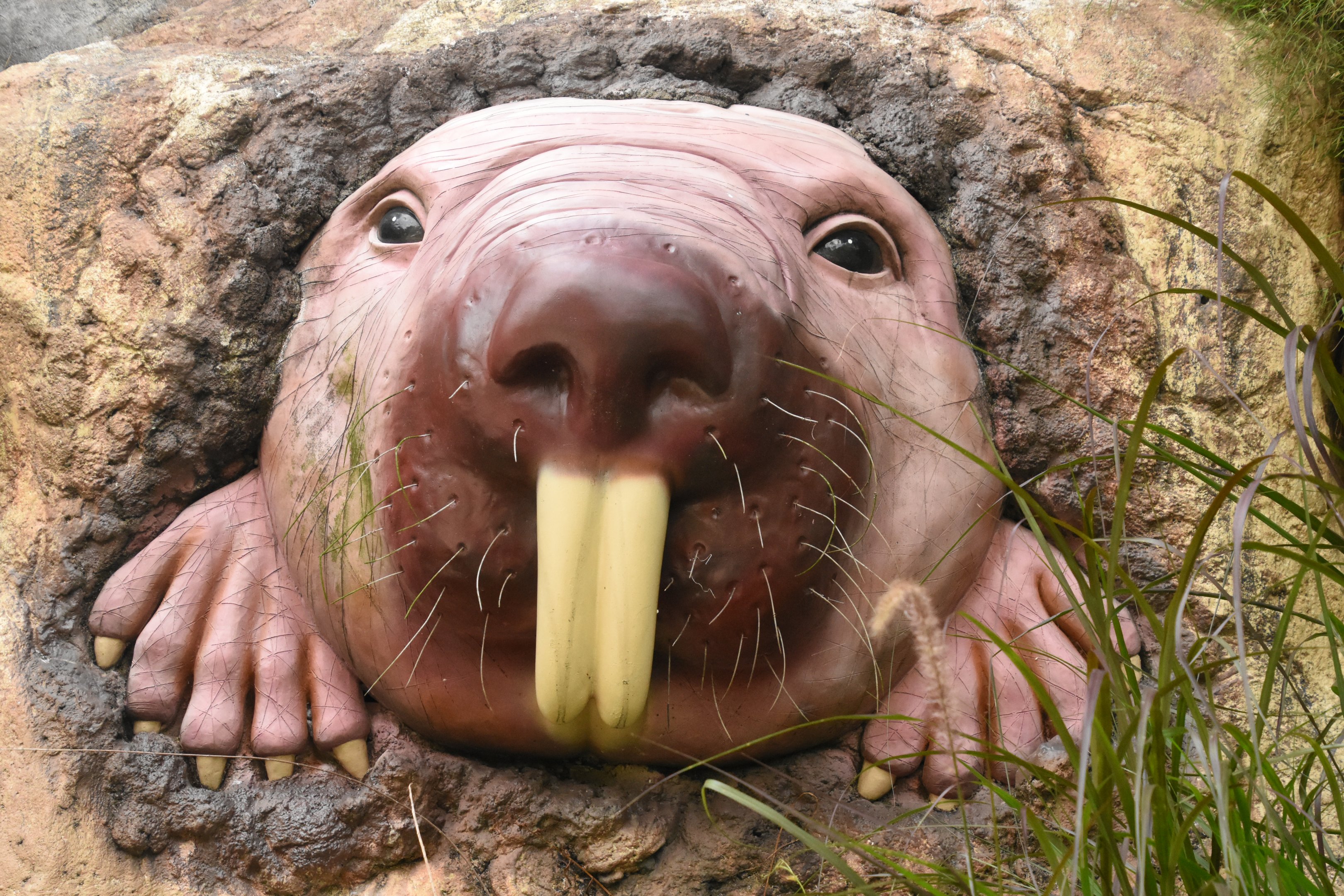 Disturbing naked mole rat statue