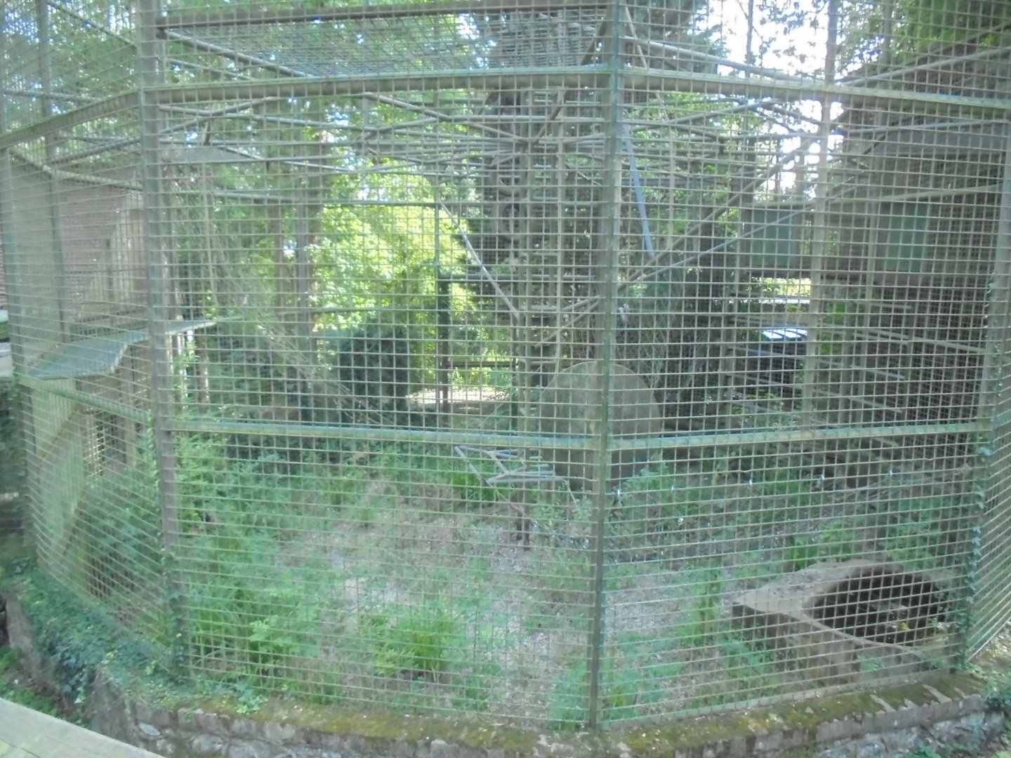 Disused Chimpanzee/Gorilla Tower cage.