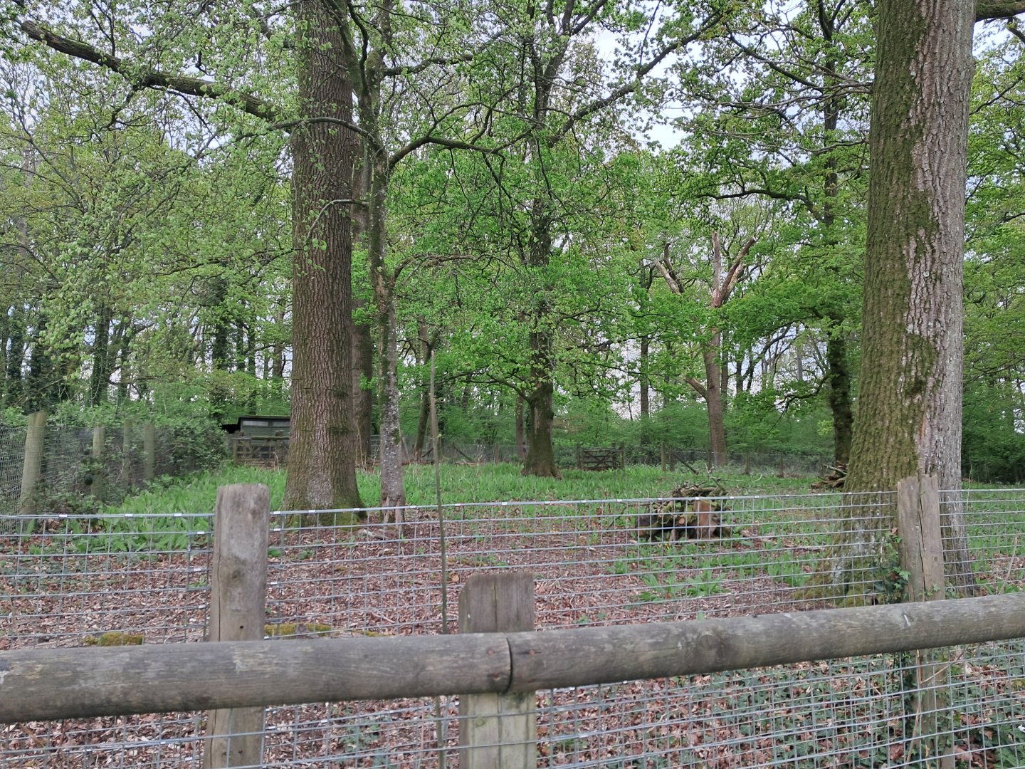 Disused enclosure on South Road- 20/4/2025