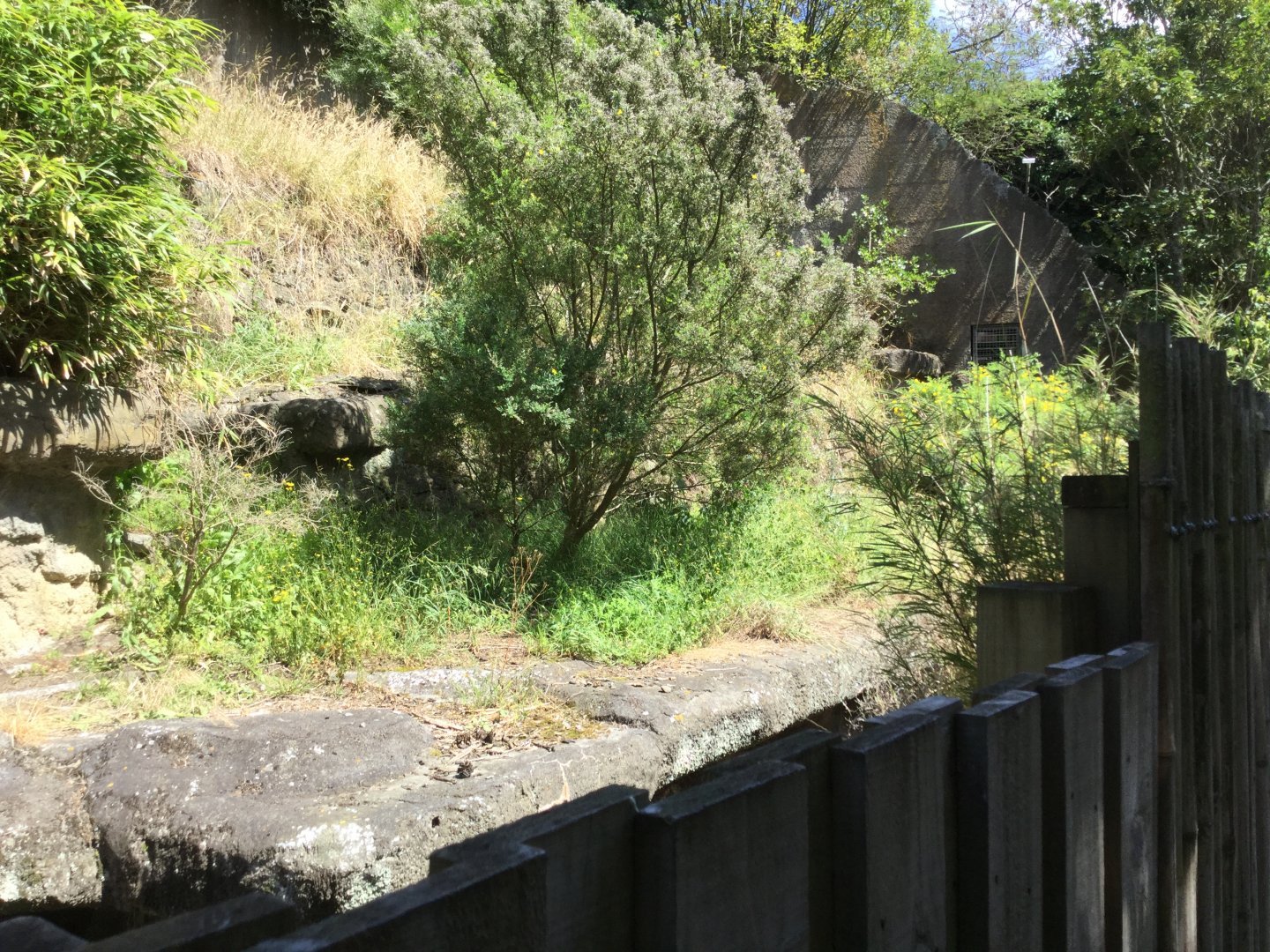 Disused Malayan Sun Bear Exhibit (2019)