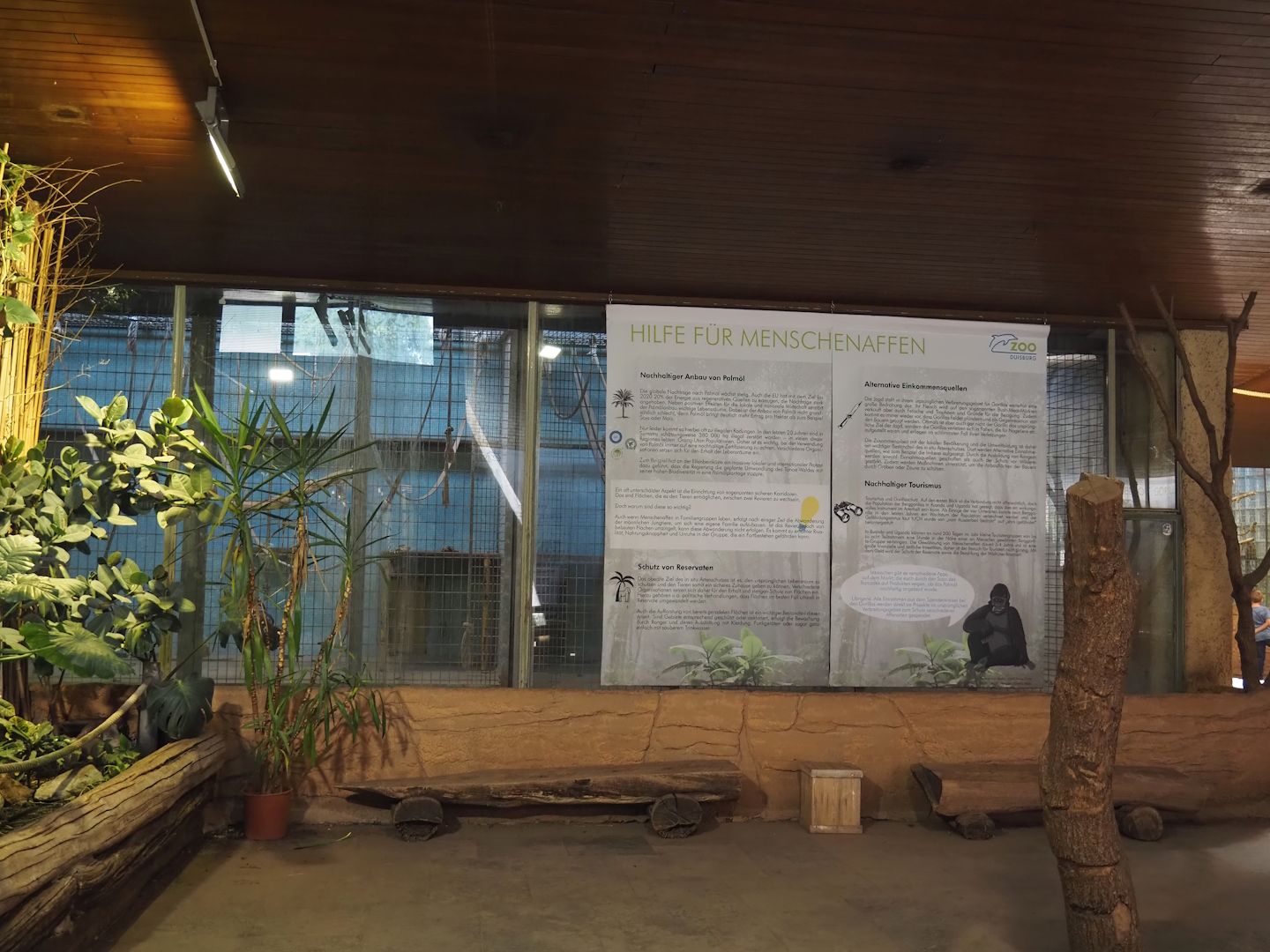 Disused primate exhibits with great ape conservation signage, 2024-06-08