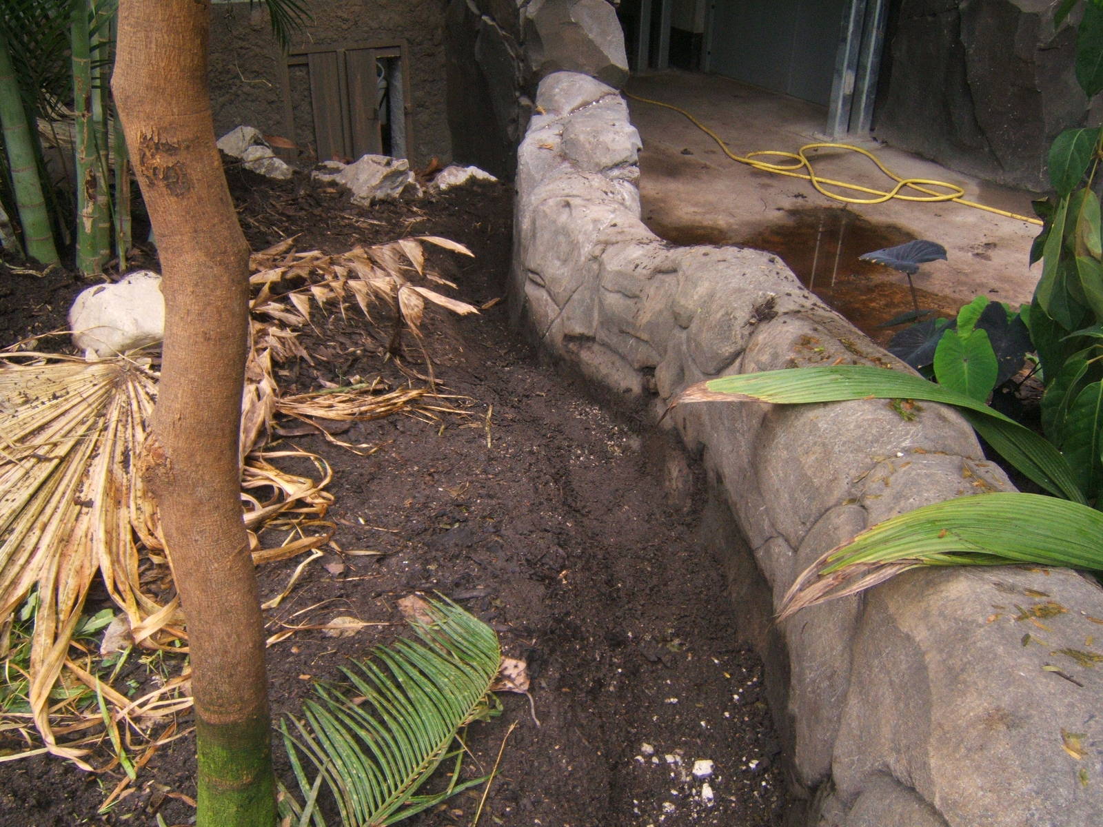 Ditch dug to stop Asian Brown tortoise escaping