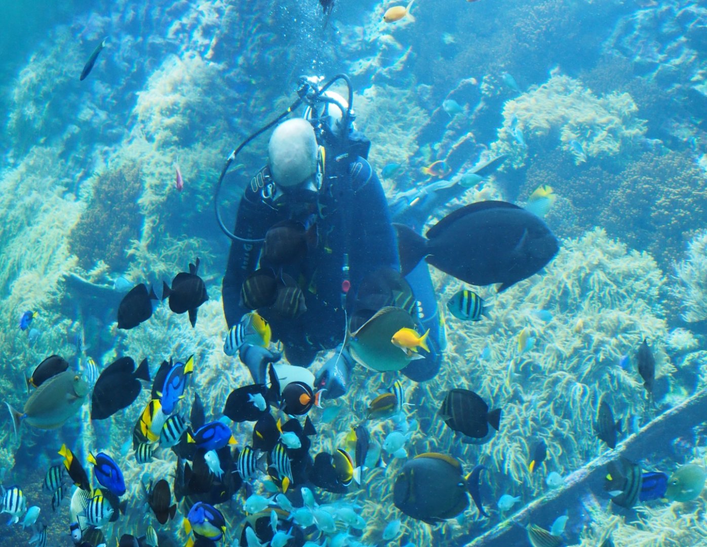 Diver feeding fish in the living reef tank (Feb 27th, 2019)