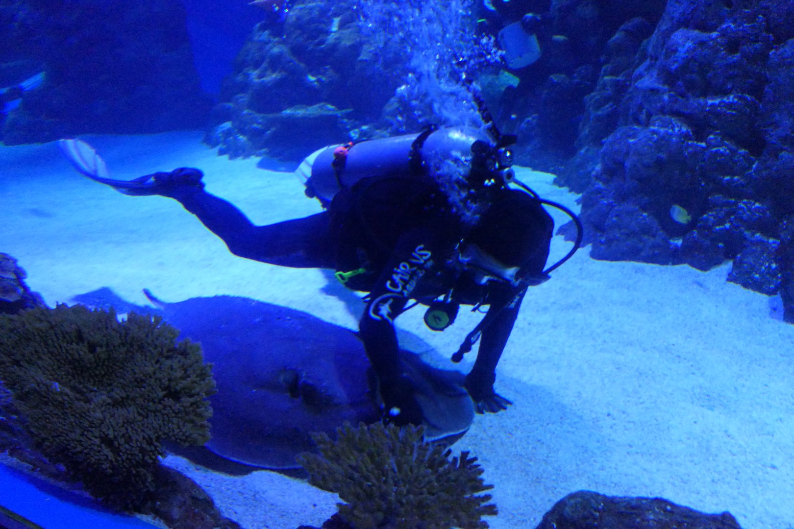 Diver feeding Porcupine Ray (Urogymnus asperrimus)