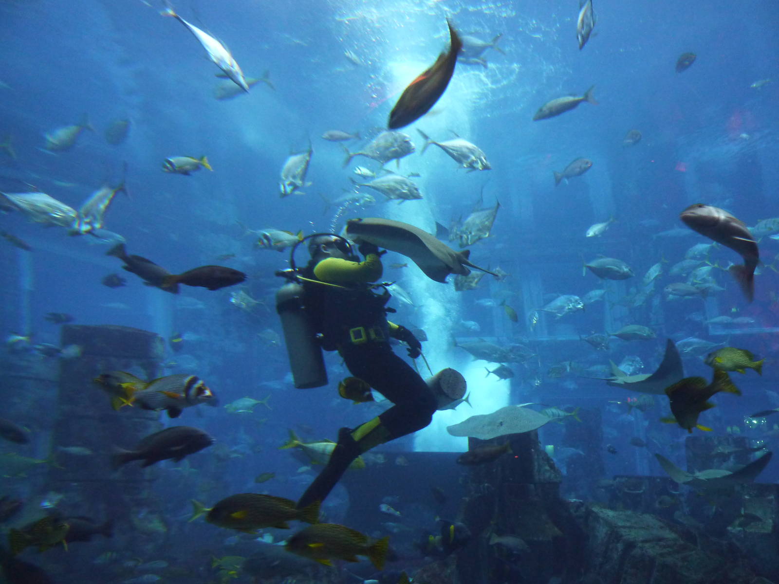 Diver getting attacked