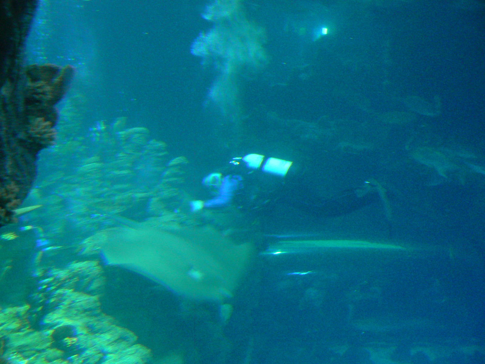 Diver in Endless Oceans