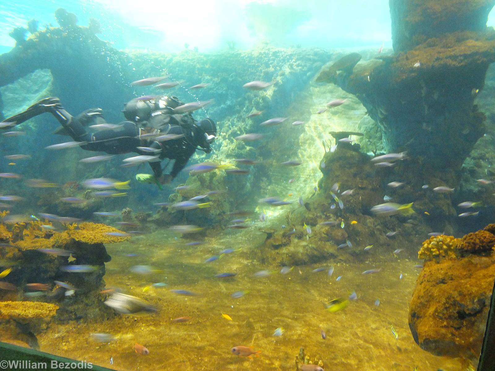 Diver inside Red Sea Tank - Afrykarium