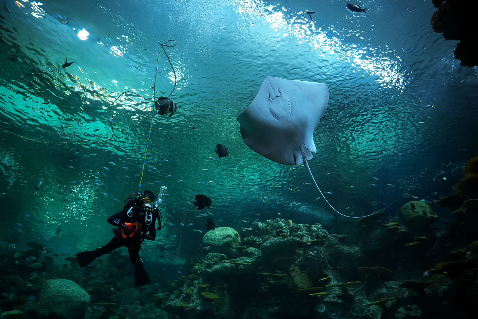 Diver & Leopard Whipray