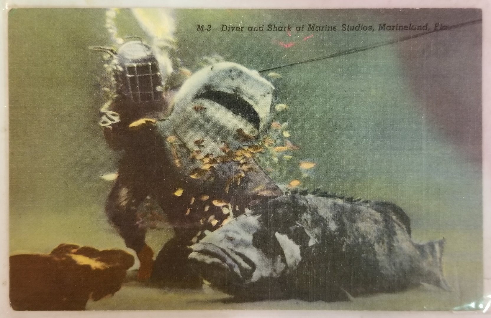 Diver, shark and grouper