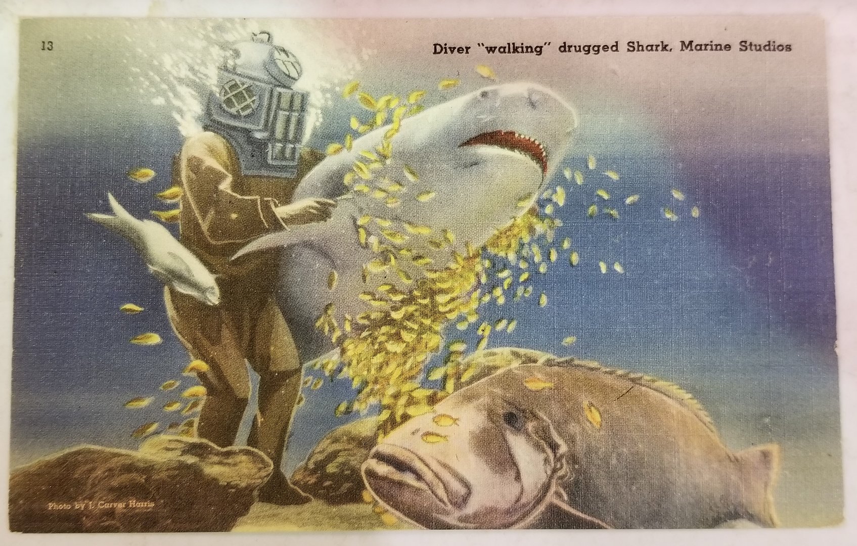 Diver "walking" shark