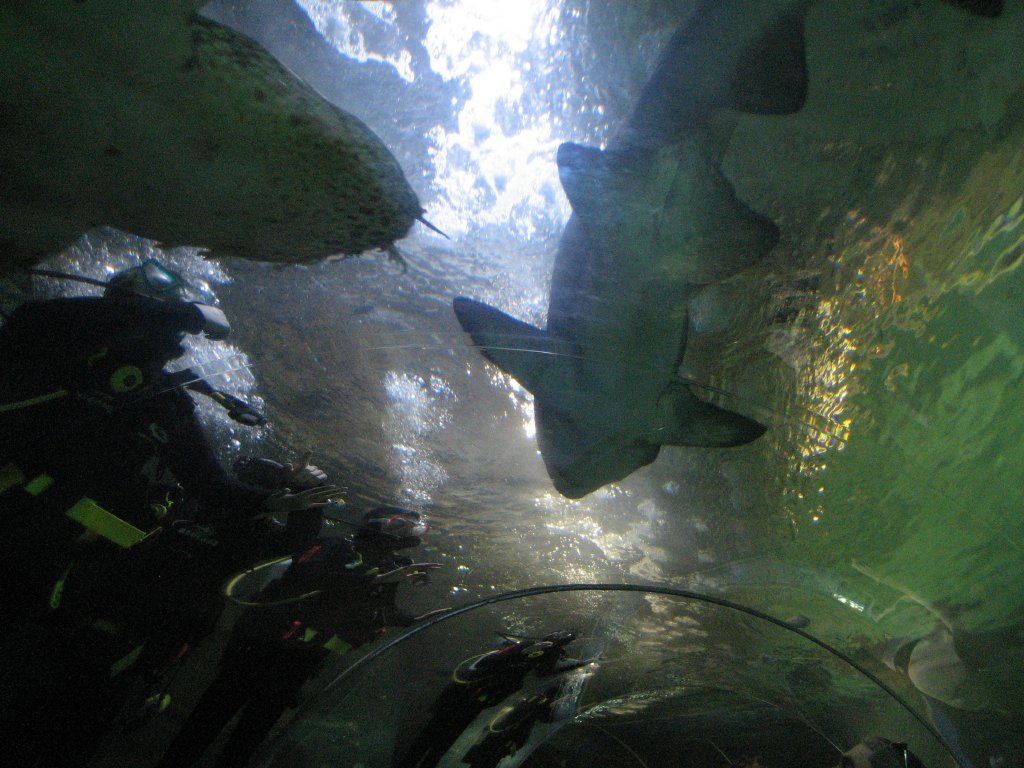 Divers and sharks in the shark tank