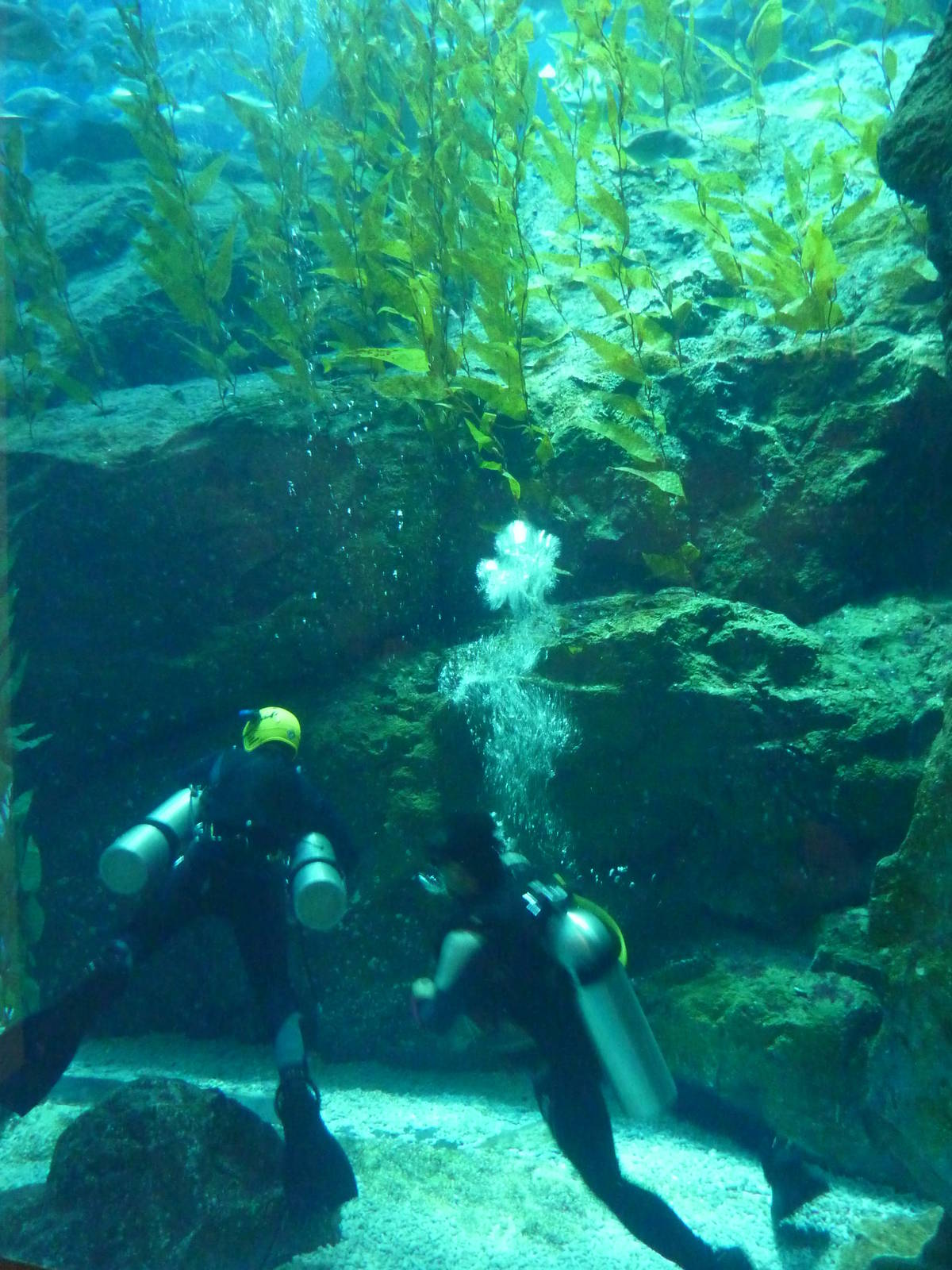 Divers in main tank