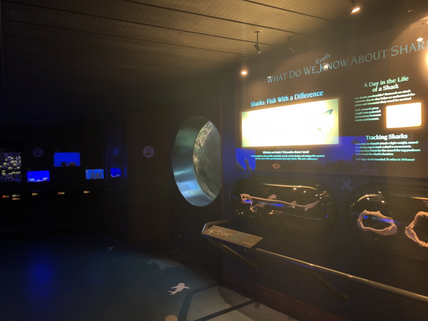 "Diversity and Adaptation" Gallery - Right wall