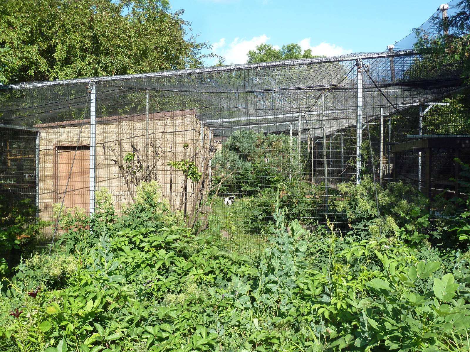 Diversity of Life Complex - Black-and-White Ruffed Lemur Exhibit