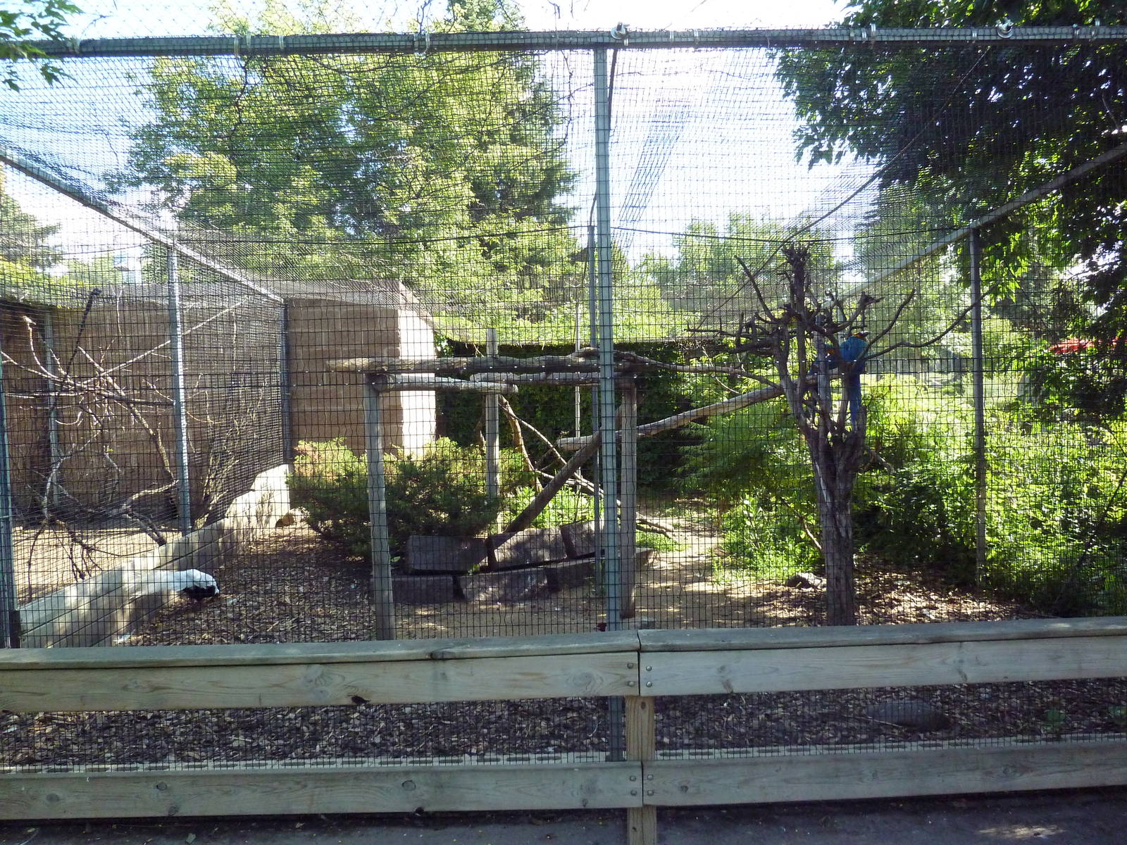 Diversity of Life Complex - Blue-and Gold Macaw + Silver Pheasant Aviary