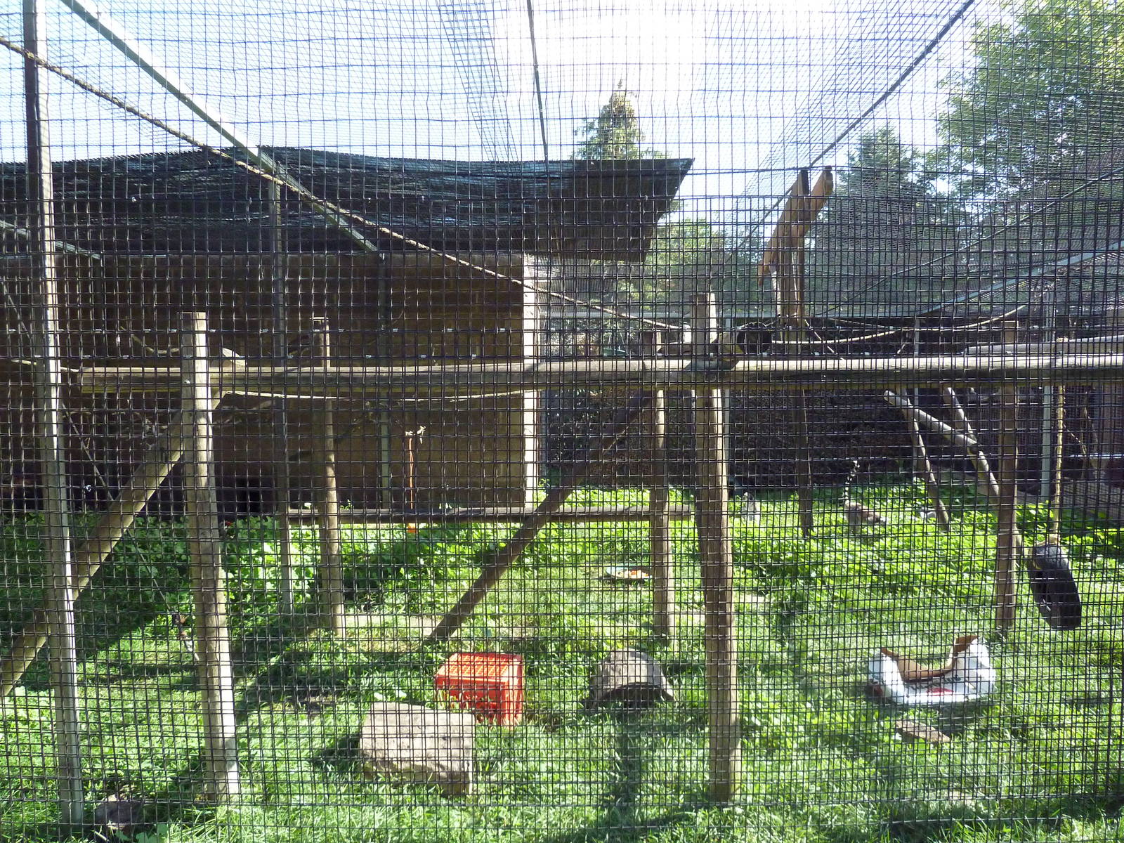 Diversity of Life Complex - Ring-Tailed Lemur Exhibit