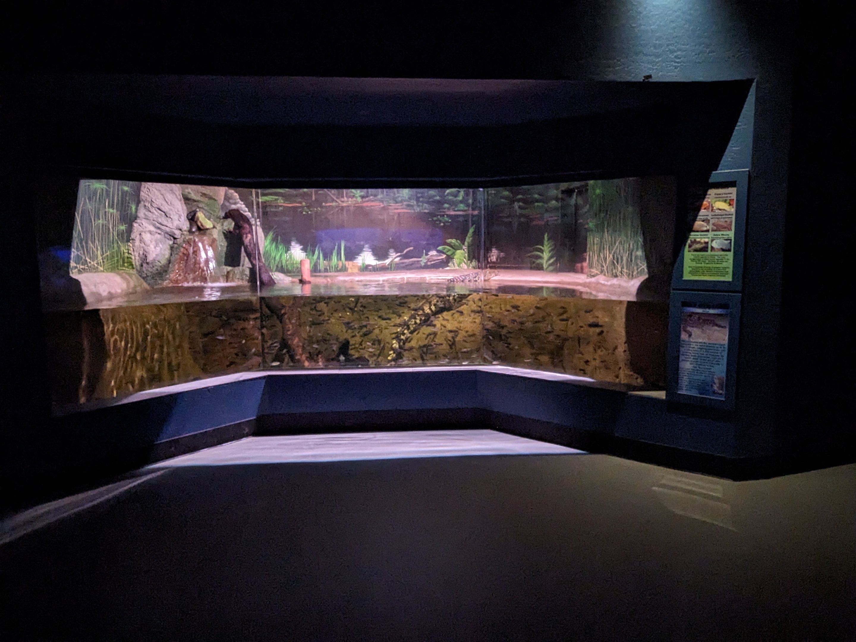 Diversity of life in water Building - Nile crocodile