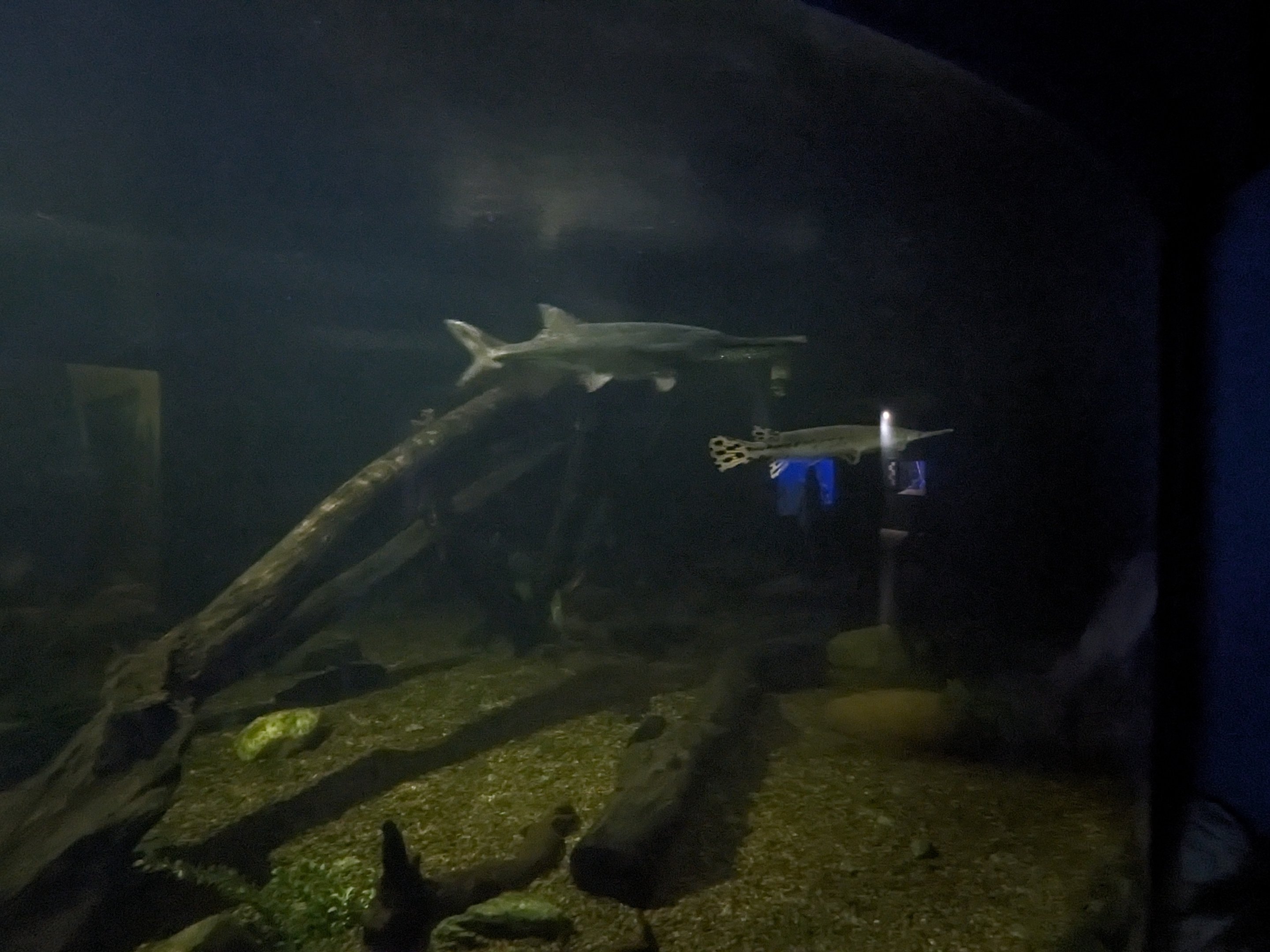 Diversity of life in water Building