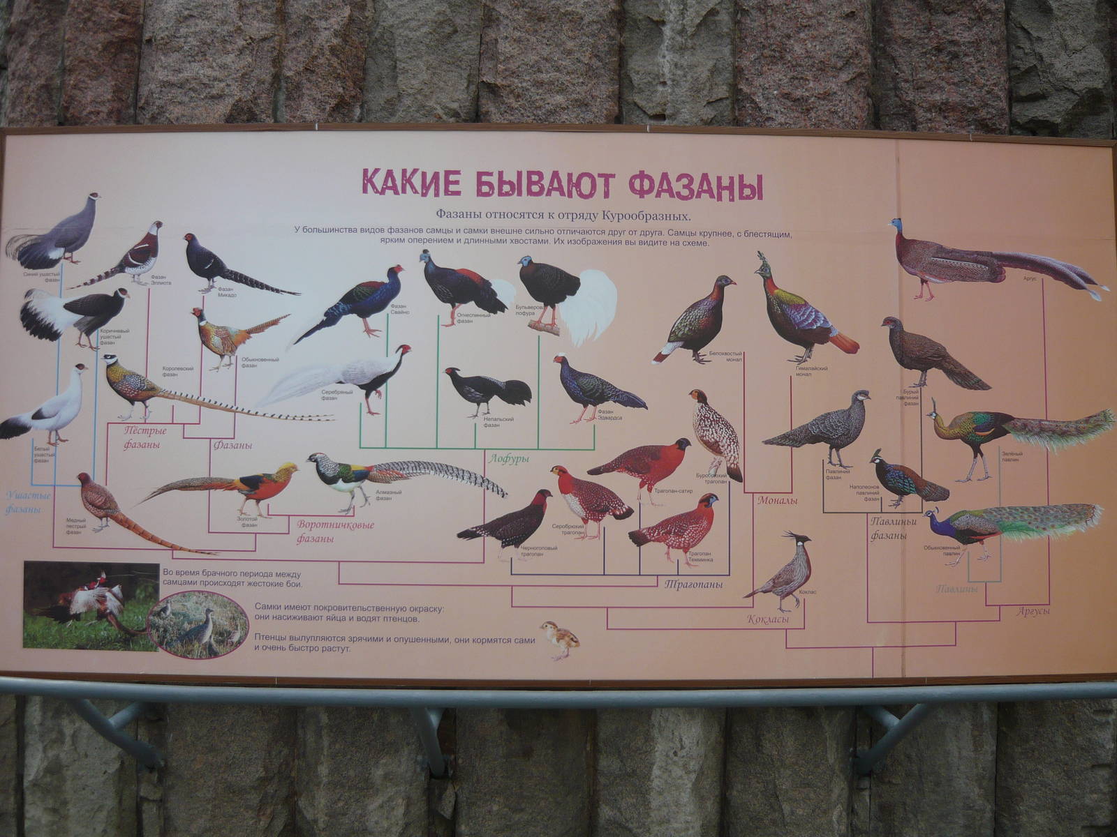 Diversity of pheasants and their kin