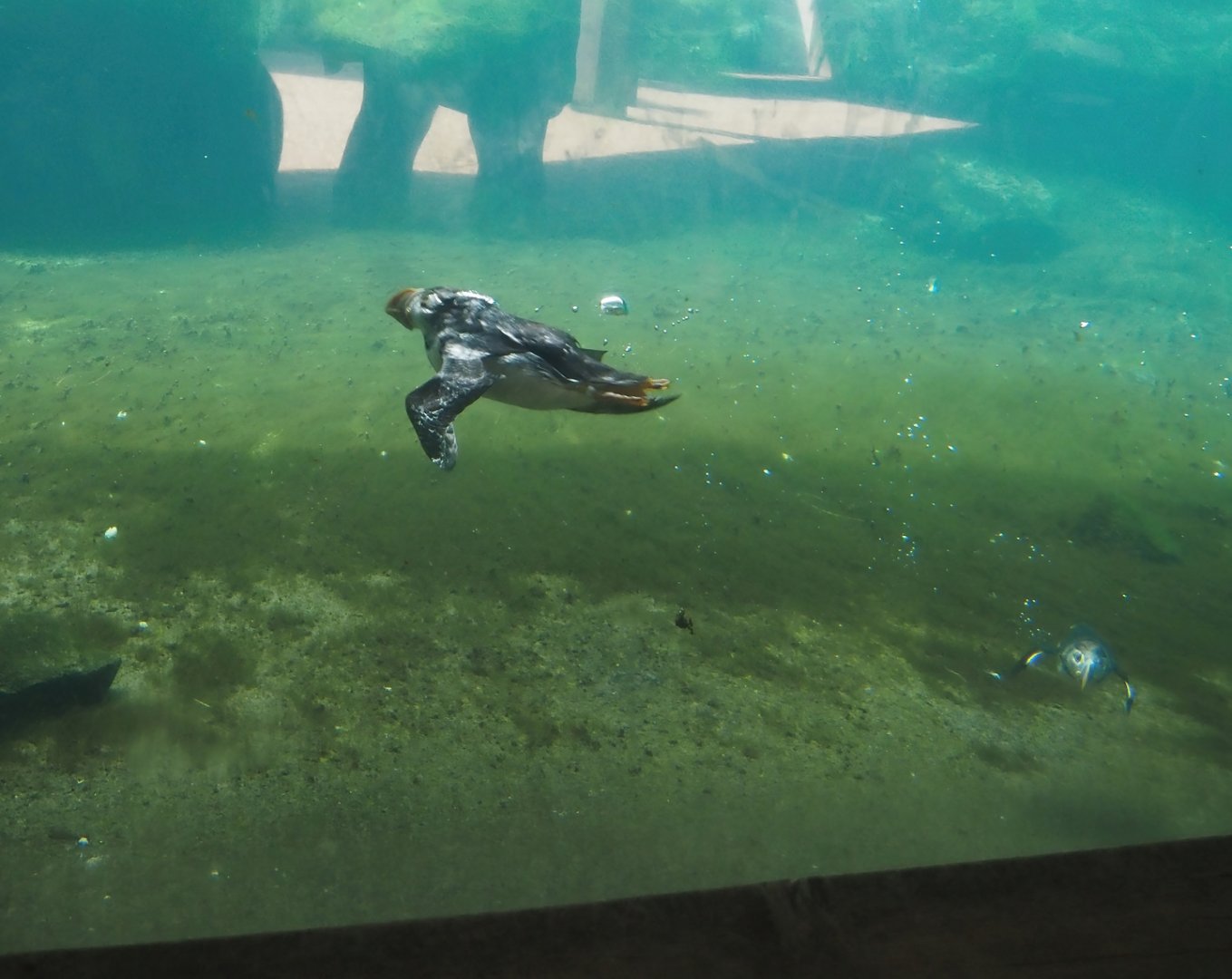 Diving Atlantic puffin (Fratercula arctica), 2024-06-30