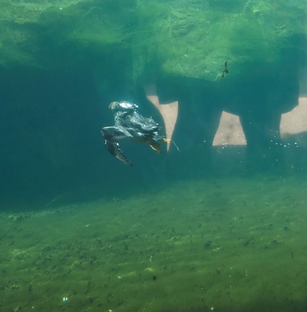 Diving Atlantic puffin (Fratercula arctica), 2024-06-30