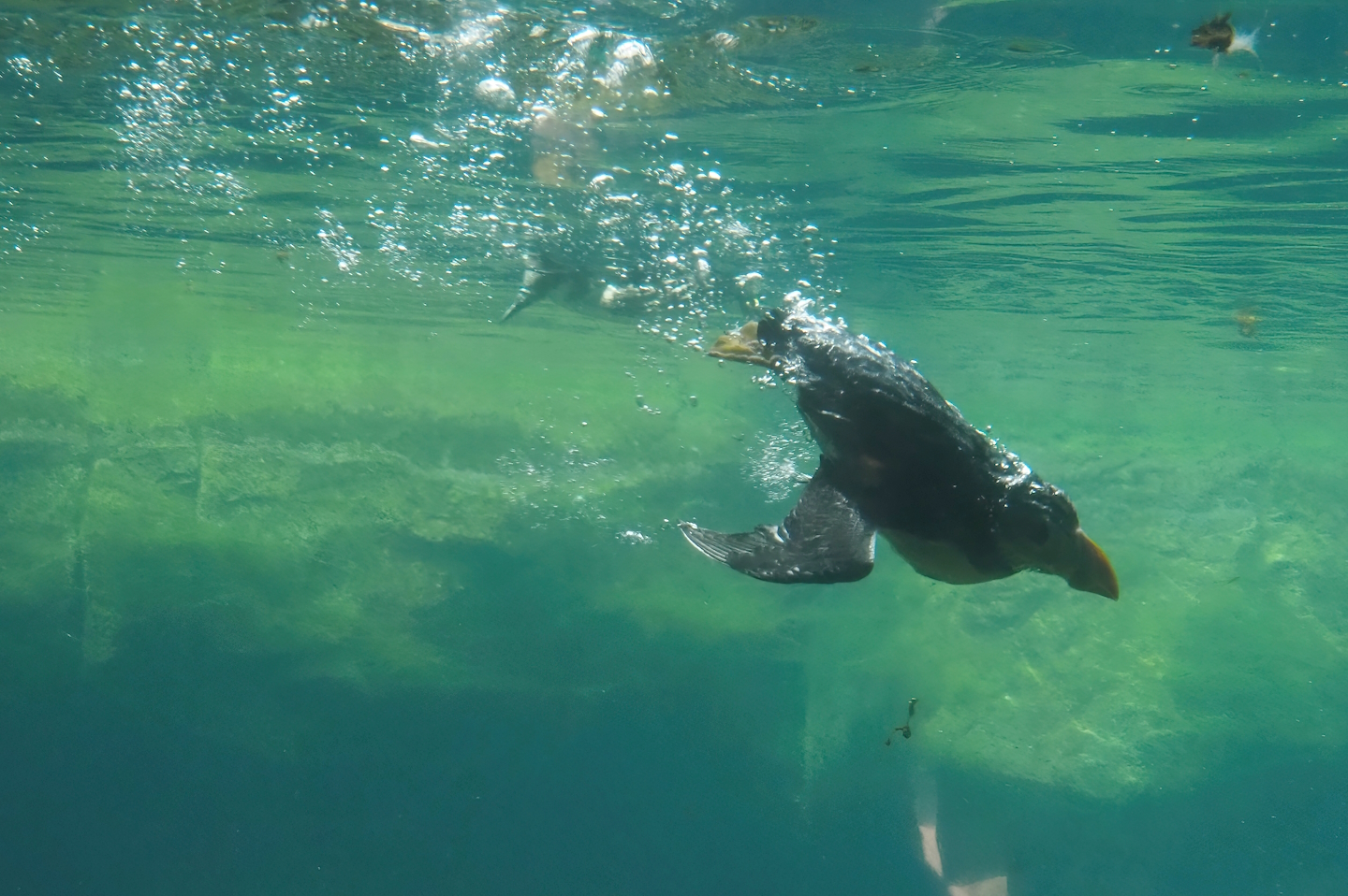 Diving Atlantic puffin (Fratercula arctica), 2024-06-30