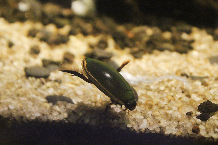 Diving beetle (Cybister cf. tripunctatus)