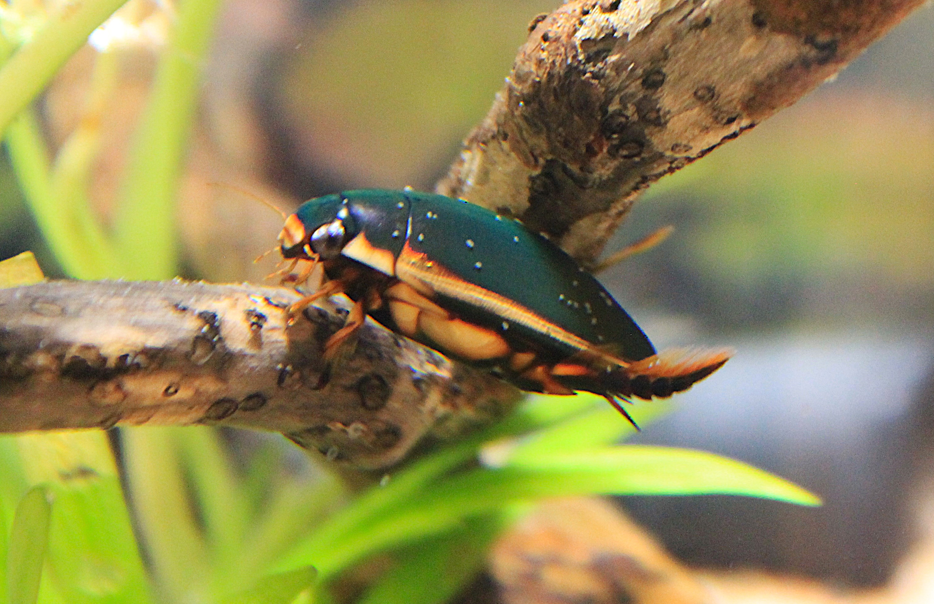 Diving Beetle (Cybister rugosus)
