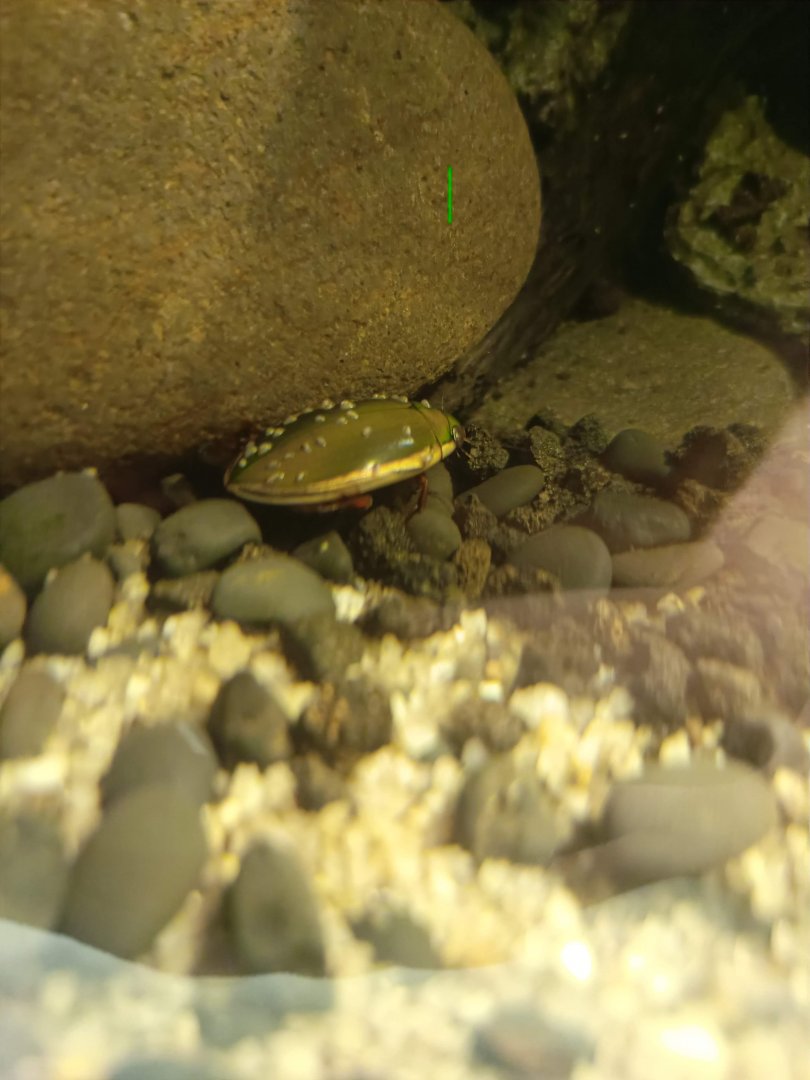 Diving Beetle (Cybister sp.)