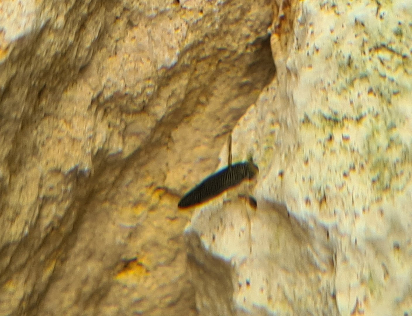 Diving beetle ID?