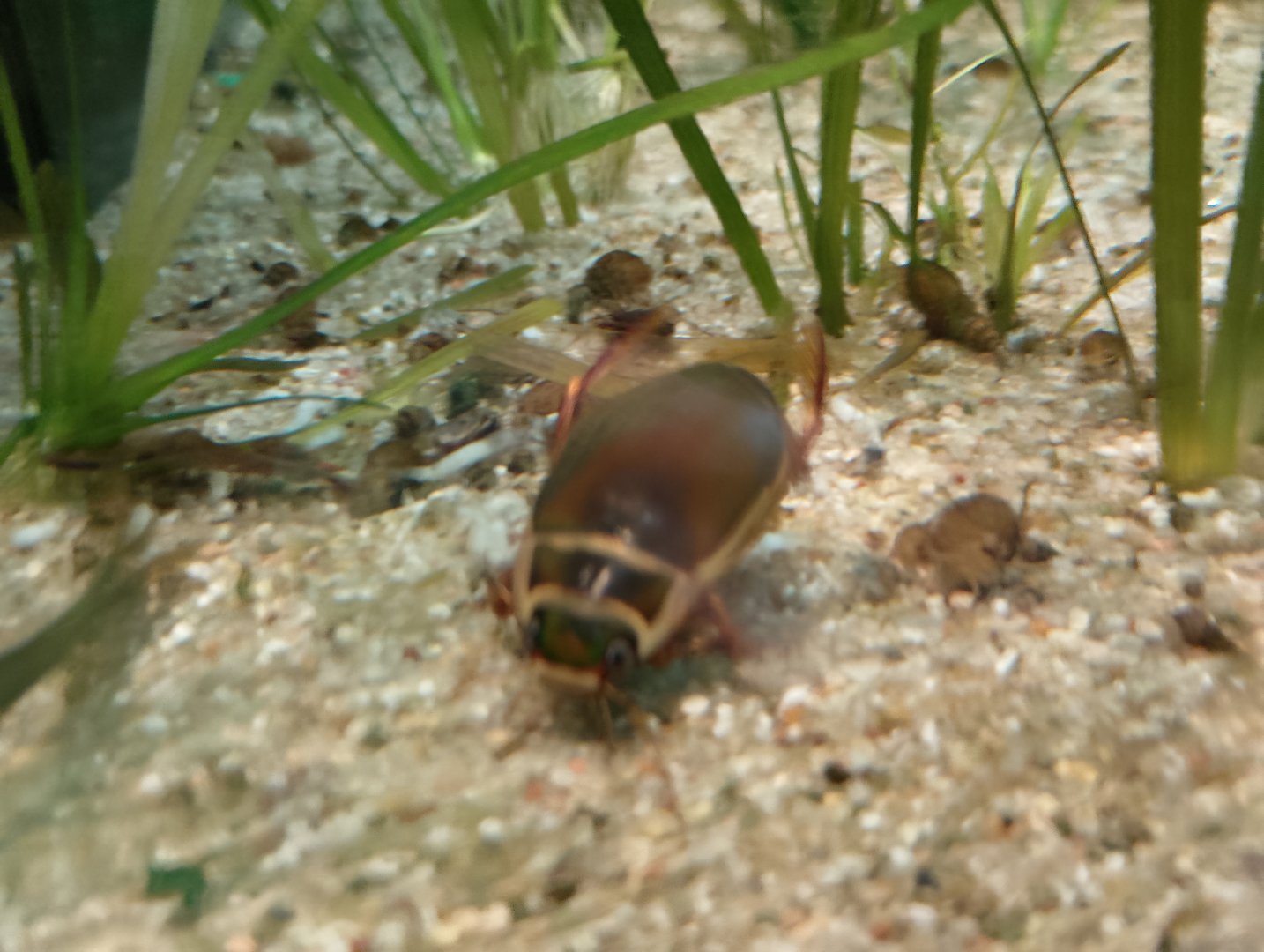 Diving beetle