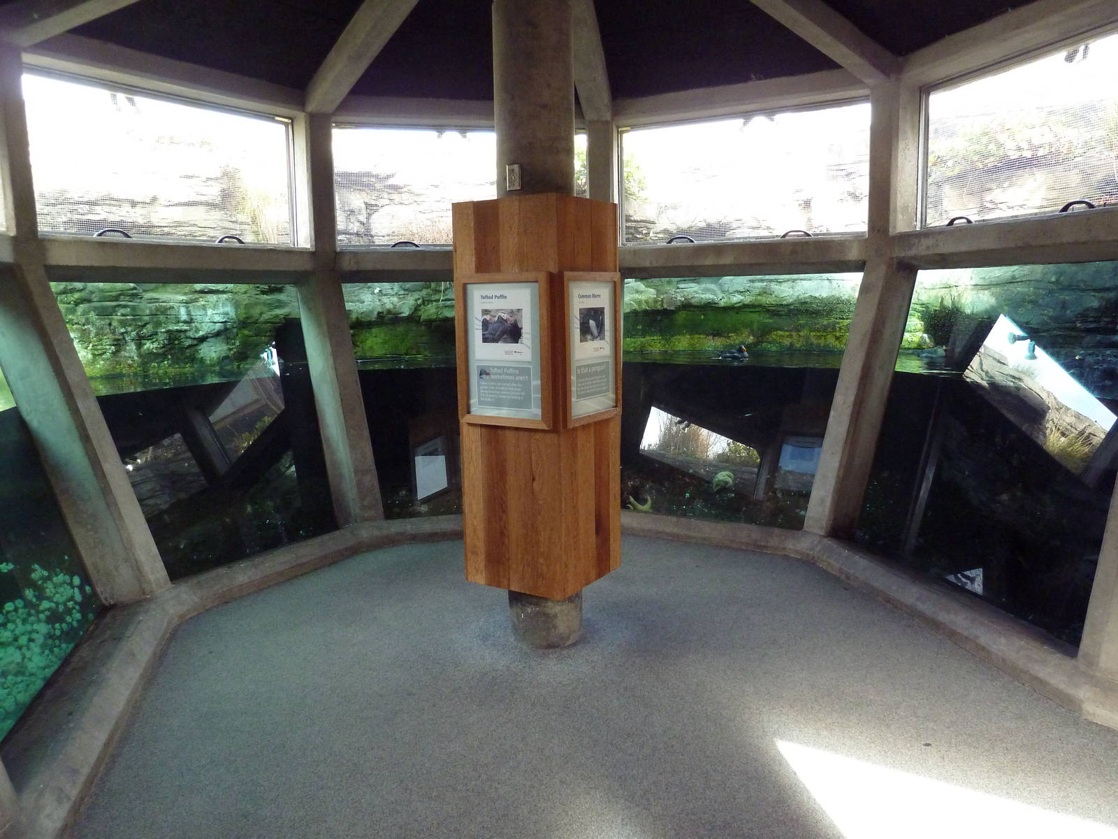 Diving Birds Exhibit (4 Species)